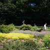 Heather Garden, Fort Tryon Park