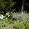 Flowers blooming in Fort Tryon Park