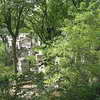 Graves seen through the trees, Pere Lachaise