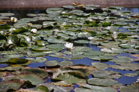 Water Lilies, Parc Floral, Paris