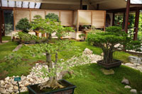 Bonsai trees, Parc Floral, Paris
