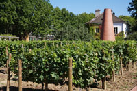 Vineyard, Parc de Barcy