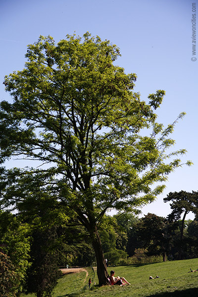Lone tree, Parc des Buttes-Chaumont