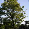 Lone tree, Parc des Buttes-Chaumont