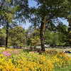 Flowerbed at Parc Monceau