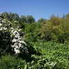 Shrubs, Parc Andr� Citroen