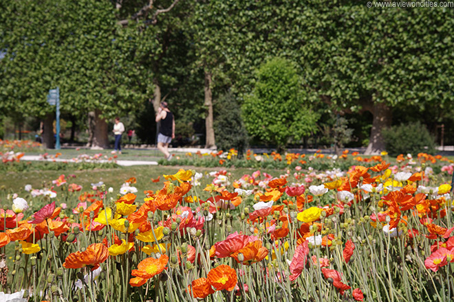 Flowerbed at Jardin des Plantes