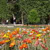 Flowerbed at Jardin des Plantes