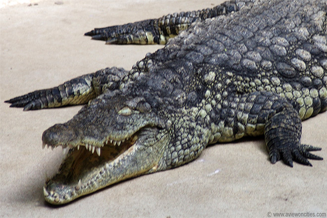 Crocodile at the M�nagerie
