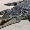 Crocodile at the M�nagerie