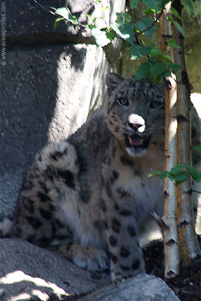 Leopard at the M�nagerie