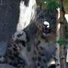 Leopard at the M�nagerie