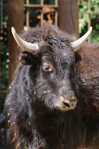 Yack, M�nagerie