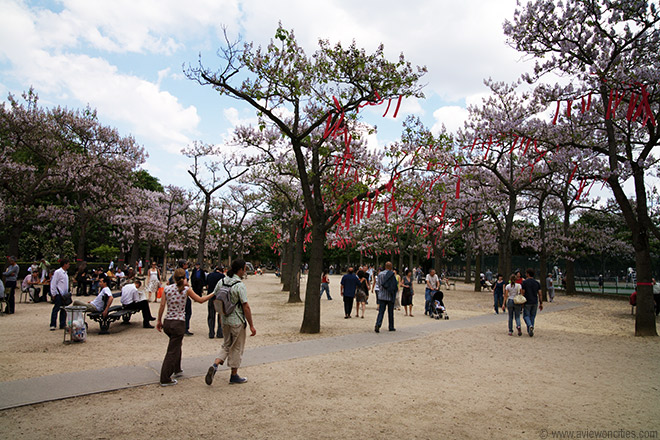 Ribbon decorated trees
