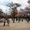 Ribbon decorated trees