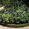 Cabbage in the Jardin des Présentateurs