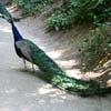Peacock in the Parc de Bagatelle