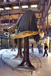Whale skeleton, Muséum National d'Histoire Naturelle, Paris