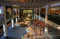 Dinosaur Hall, Academy of Natural Sciences, Philadelphia