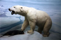 Polar Bear diorama, Academy of Natural Sciences, Philadelphia