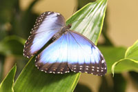 Butterfly, Academy of Natural Sciences, Philadelphia
