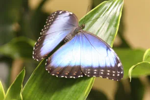 Butterfly, Academy of Natural Sciences, Philadelphia