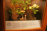 Secrets of the Diorama, Academy of Natural Sciences, Philadelphia