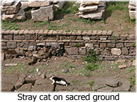 Stray cat at the area sacra dell'Argentina in Rome