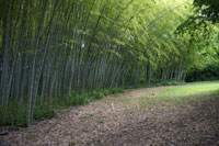Bamboebos, botanische tuin, Rome