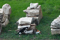 Stray cat at the area sacra dell'Argentina in Rome