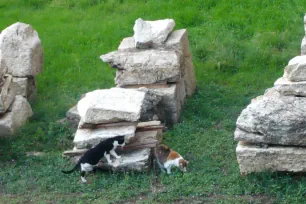 Stray cat at the area sacra dell'Argentina in Rome