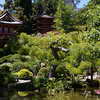 Japanese Tea Garden