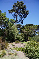 Botanical Garden San Francisco