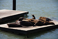 Seelöwen am Pier 39, San Francisco