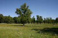 The landscaped garden in the Drottningholm Park