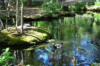 Nature in Skansen, Stockholm