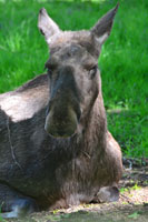 A female elk in Skansen, Stockholm