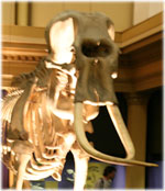 Skeleton at Australian Museum