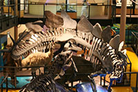 Dinosaur skeletons