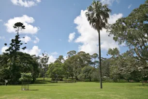 Palm tree in the Royal Botanic Gardens, Sydney