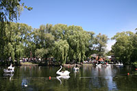 Swanboats, Toronto Islands