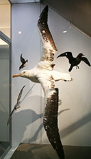 Birds, Royal Ontario Museum, Toronto