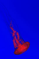 Jellyfish, Planet Jellies, Canadian Waters, Ripley's Aquarium of Canada in Toronto