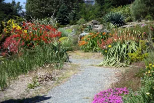 Wild flowers, UBC Botanical Garden, Vancouver