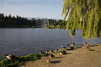 Lost Lagoon, Stanley Park