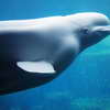 Beluga Whale at Vancouver Aquarium