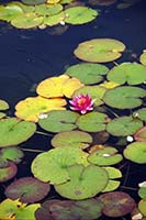 Water Lily's, VanDusen Botanical Garden