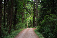 Hiking trail in Stanley Park