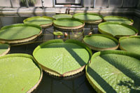 Wasserlilien, Botanischer Garten, Wien