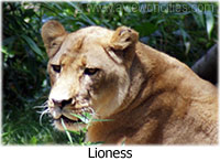 Lioness, National Zoological Park, Washington